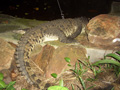 gal/07 - Sihanoukville/_thb_RIMG2000.jpg
